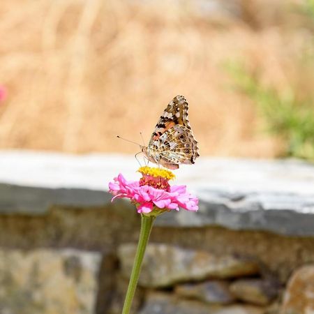 Villa Andromeda Amorgos Exteriér fotografie