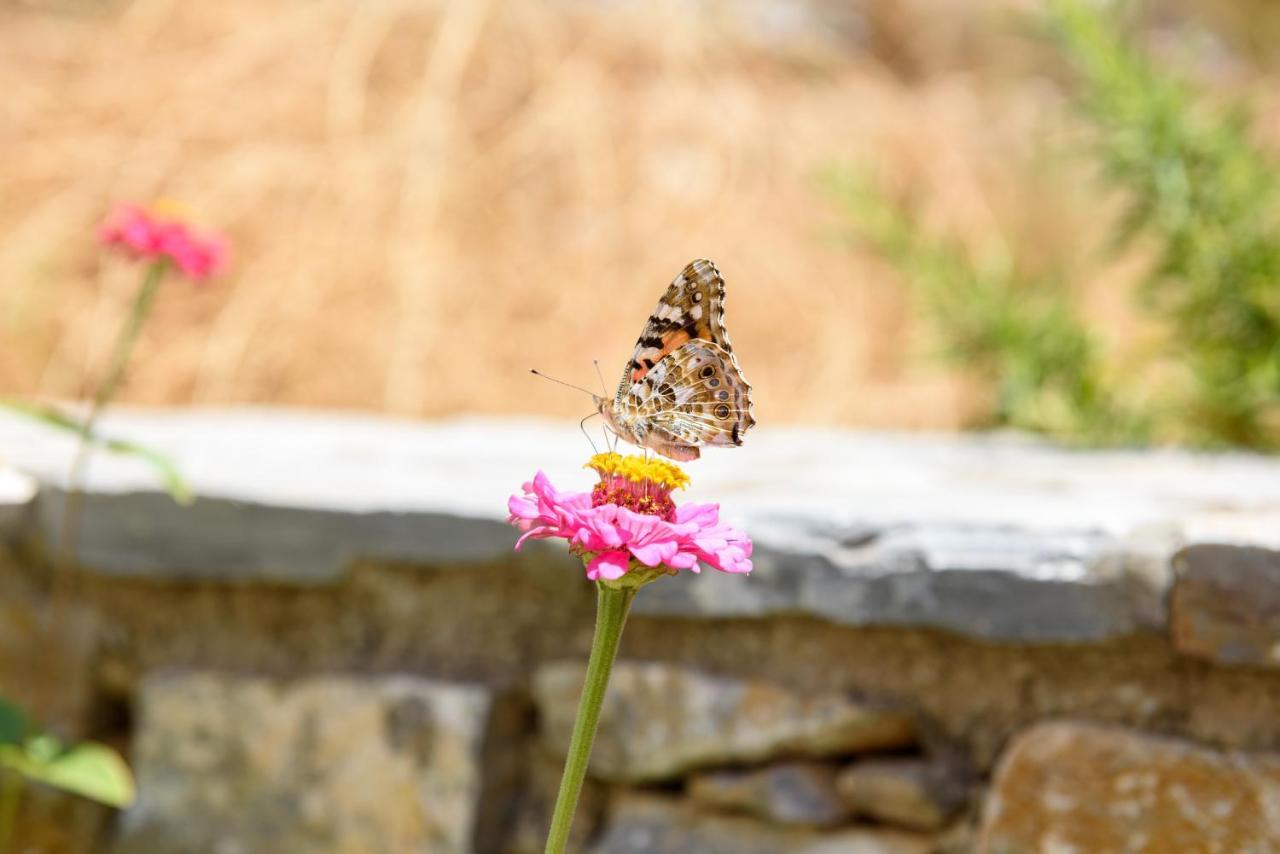 Villa Andromeda Amorgos Exteriér fotografie